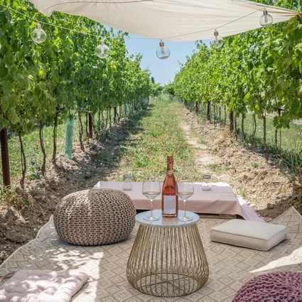 Picnic d'Autore in vigneto: l'Essenza del Lago di Garda a Lazise 12